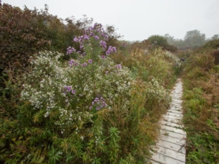 9-30-13-8 Path at Mary Cummings Park in September
