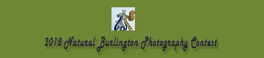 Burlington Conservation Commission Photo Contest