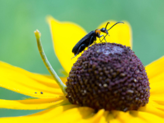 _E7A4203 beetle and inchworm on blackeyed susan