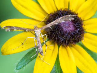 _E7A4365 Insect on black eye susan