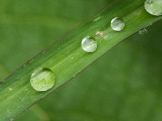 _E7A6914 Water droplets on grass stem