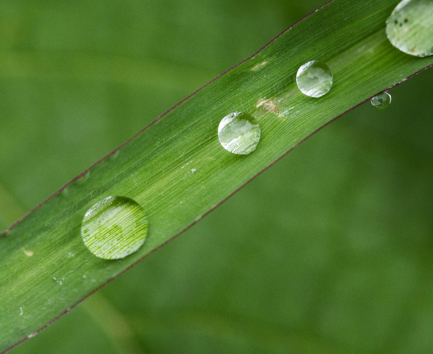 Water droplets on grass stem