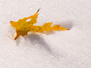 Mary-Cummings-Park-10-31-2020-1 Snow and leaf.