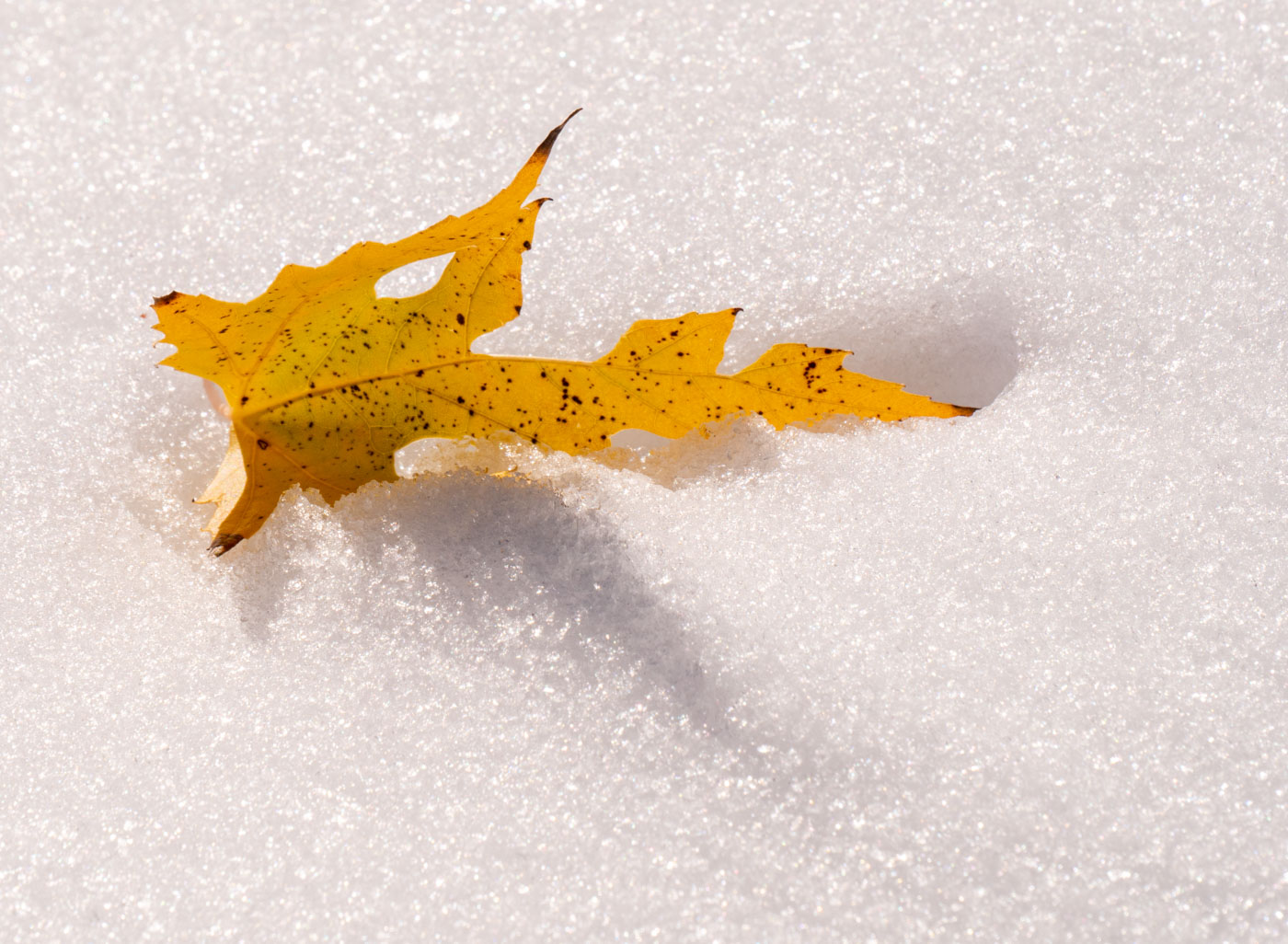 Snow and leaf.