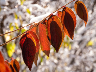 Mary-Cummings-Park-10-31-2020-10 Flying the foliage flag in spite of snow.