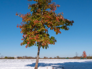Mary-Cummings-Park-10-31-2020-101 Oak tree with green and red leaves plus snow