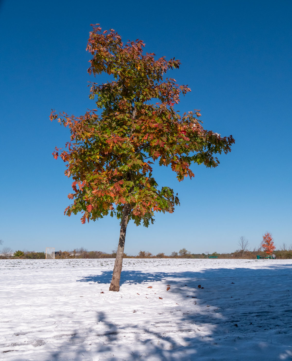 Oak tree with green and red leaves plus snow