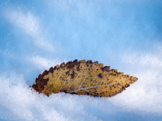 Mary-Cummings-Park-10-31-2020-103 Leaf with icy texture.