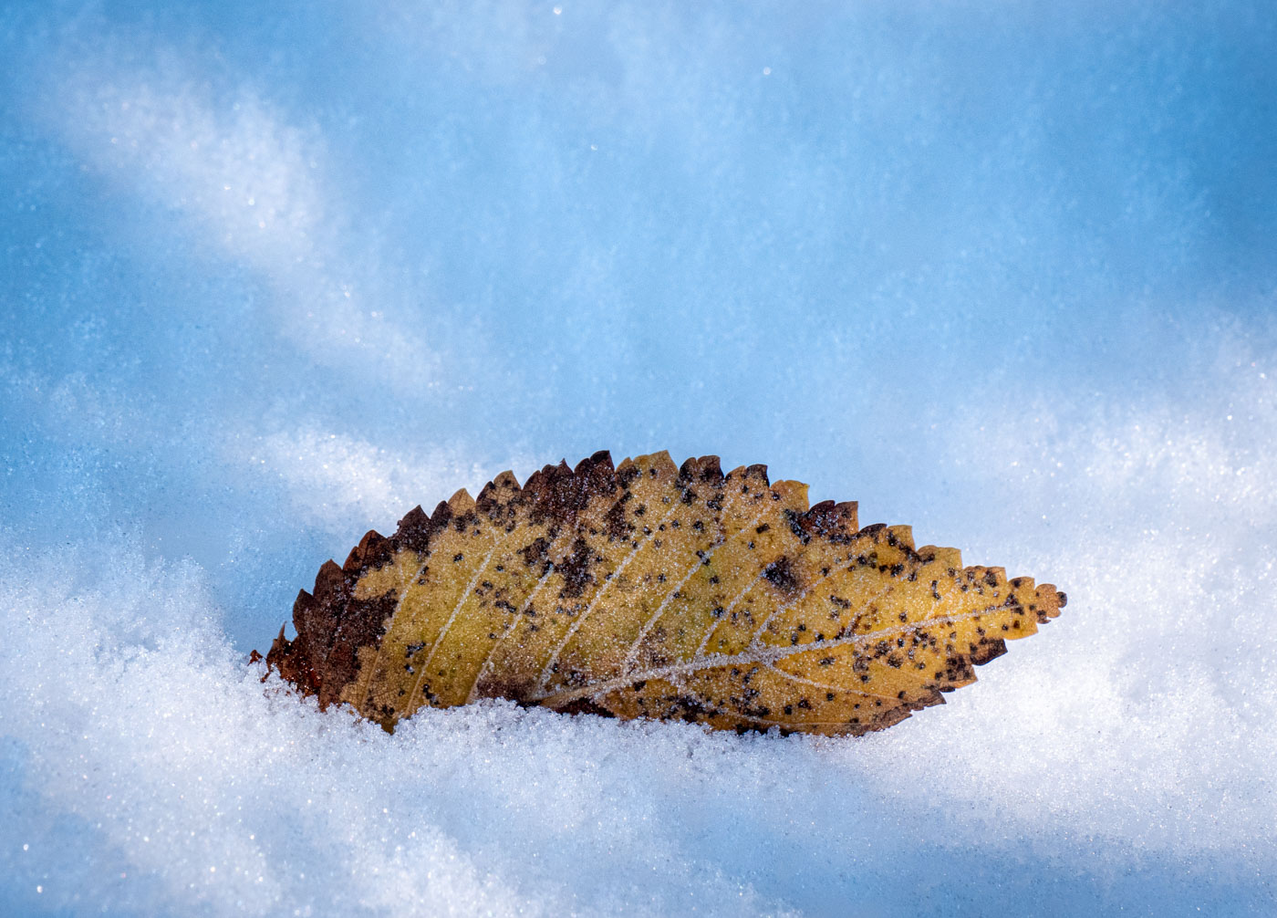 Leaf with icy texture.