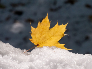 Mary-Cummings-Park-10-31-2020-108 Maple leaf lands on snowy branch.