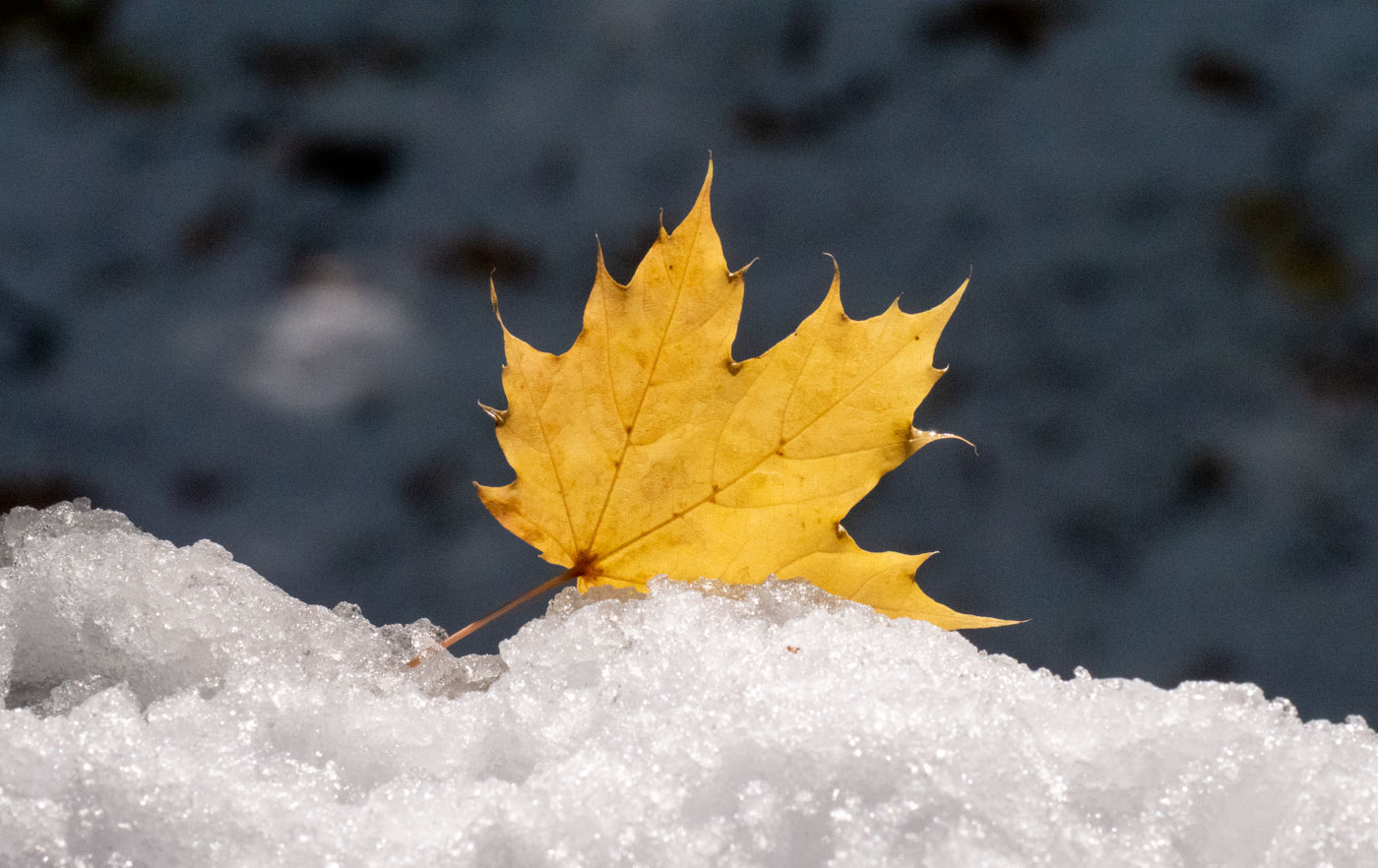 Maple leaf lands on snowy branch.