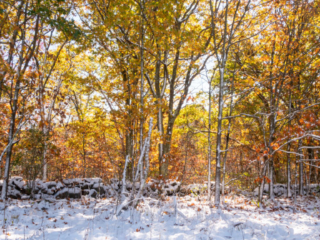 Mary-Cummings-Park-10-31-2020-17 Central Field in winter but Whispering Hill Woods in total foliage time.