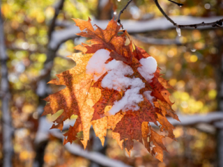 Mary-Cummings-Park-10-31-2020-21 Oak leaves hanging on the the tree with snow hanging onto them.
