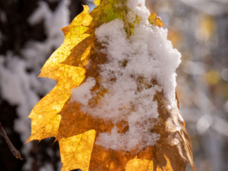 Mary-Cummings-Park-10-31-2020-32 Fall leaves frosted.
