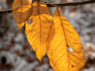 Mary-Cummings-Park-10-31-2020-38 Falling leaves caught on a branch above snowy forest floor.