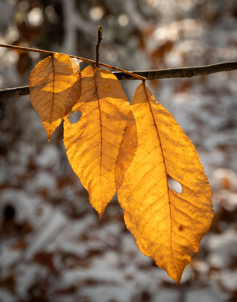 Falling leaves caught on a branch above snowy forest floor.