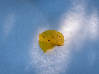 Mary-Cummings-Park-10-31-2020-4 Sun peeks through the woods and finds an aspen leaf.
