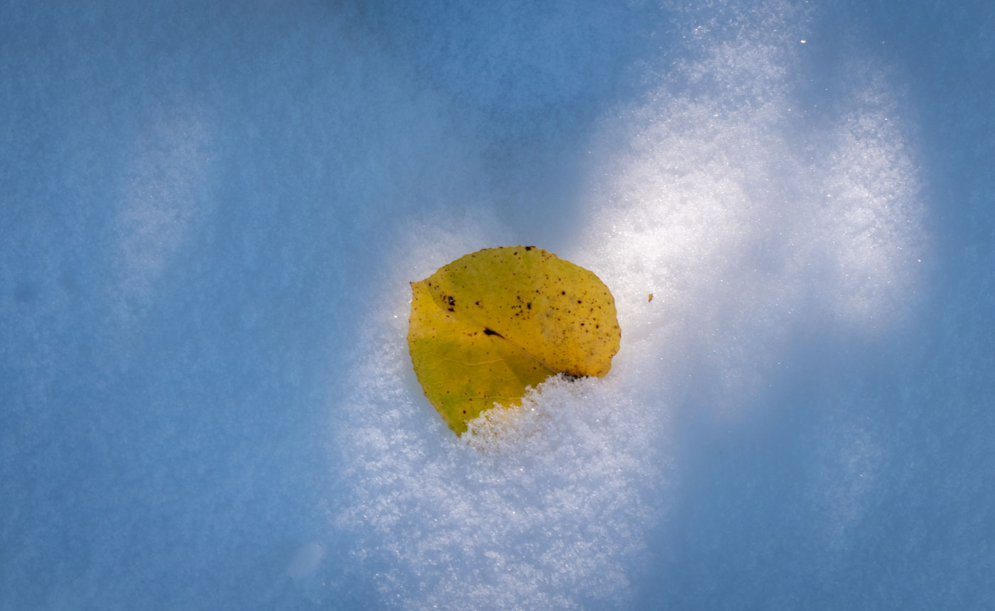 Sun peeks through the woods and finds an aspen leaf.