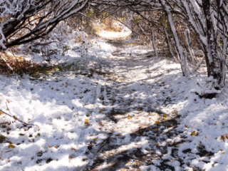 Mary-Cummings-Park-10-31-2020-5 The Tunnel Trail, always at its best in the snow.
