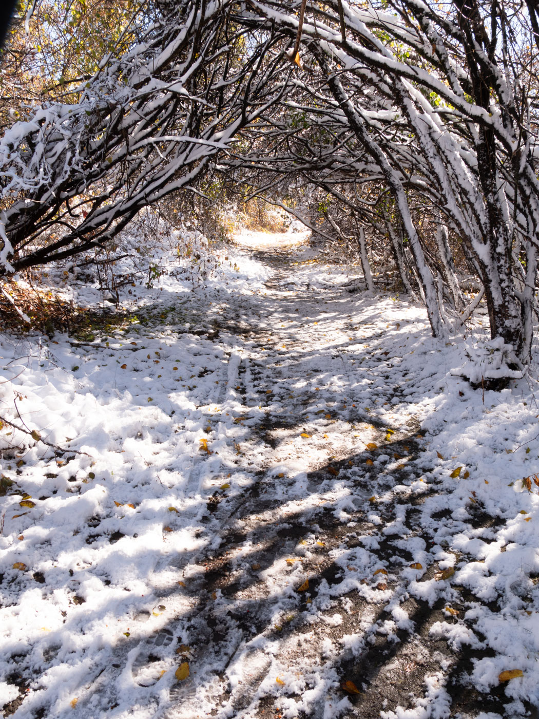The Tunnel Trail, always at its best in the snow.