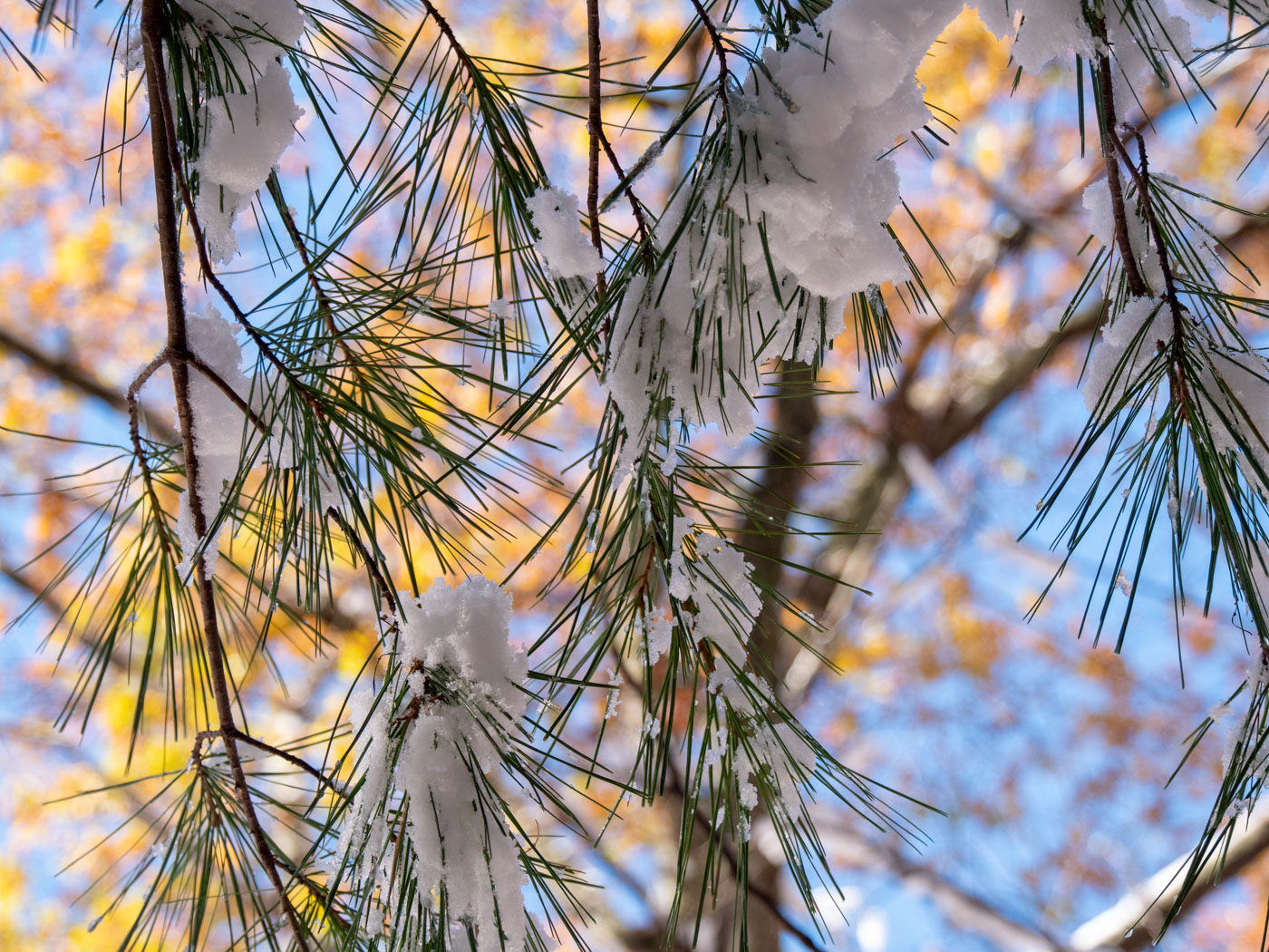 Snow in the pines, with fall going on above.