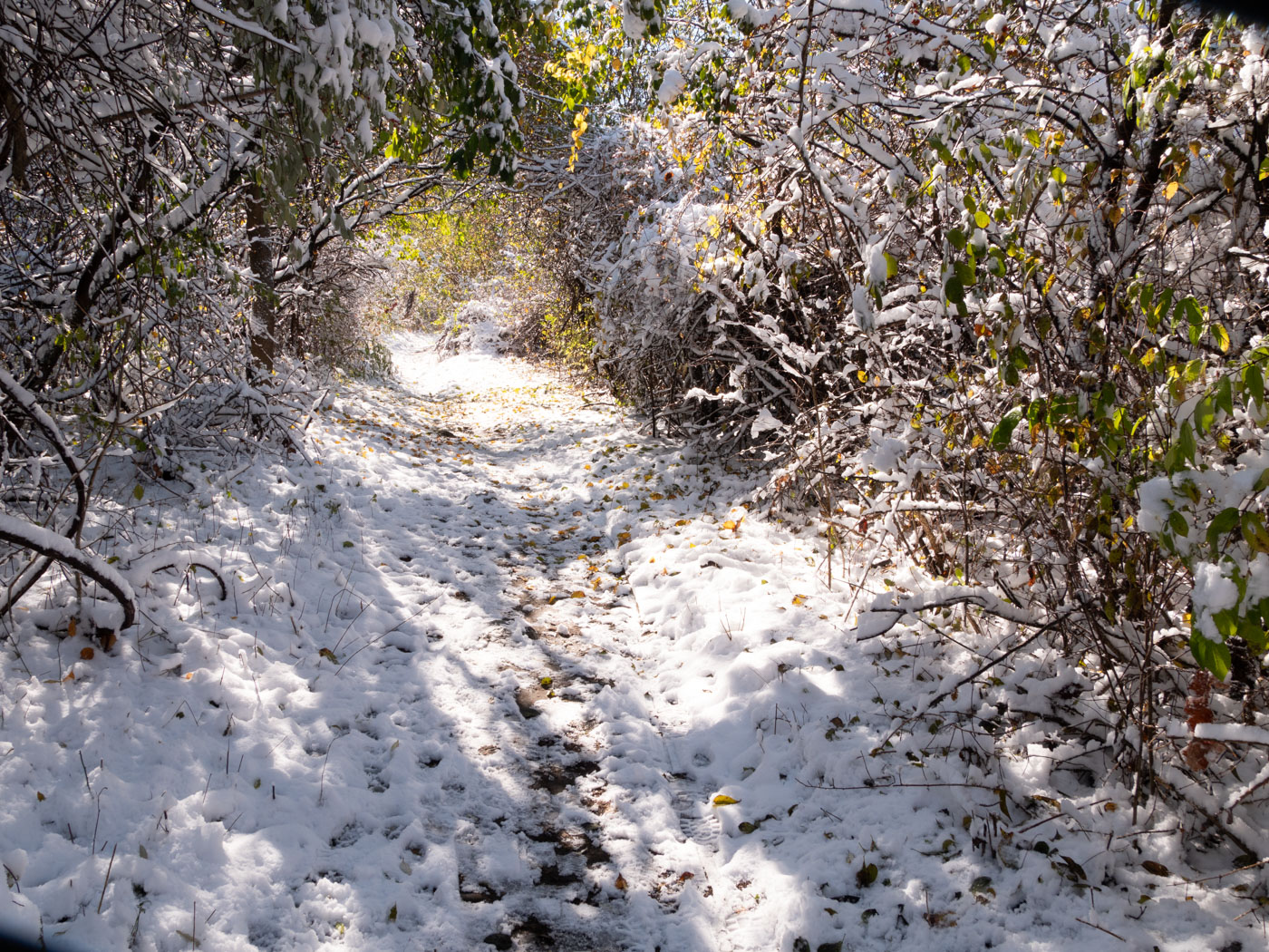 The Tunnel Trail with snow and still-green boughs.