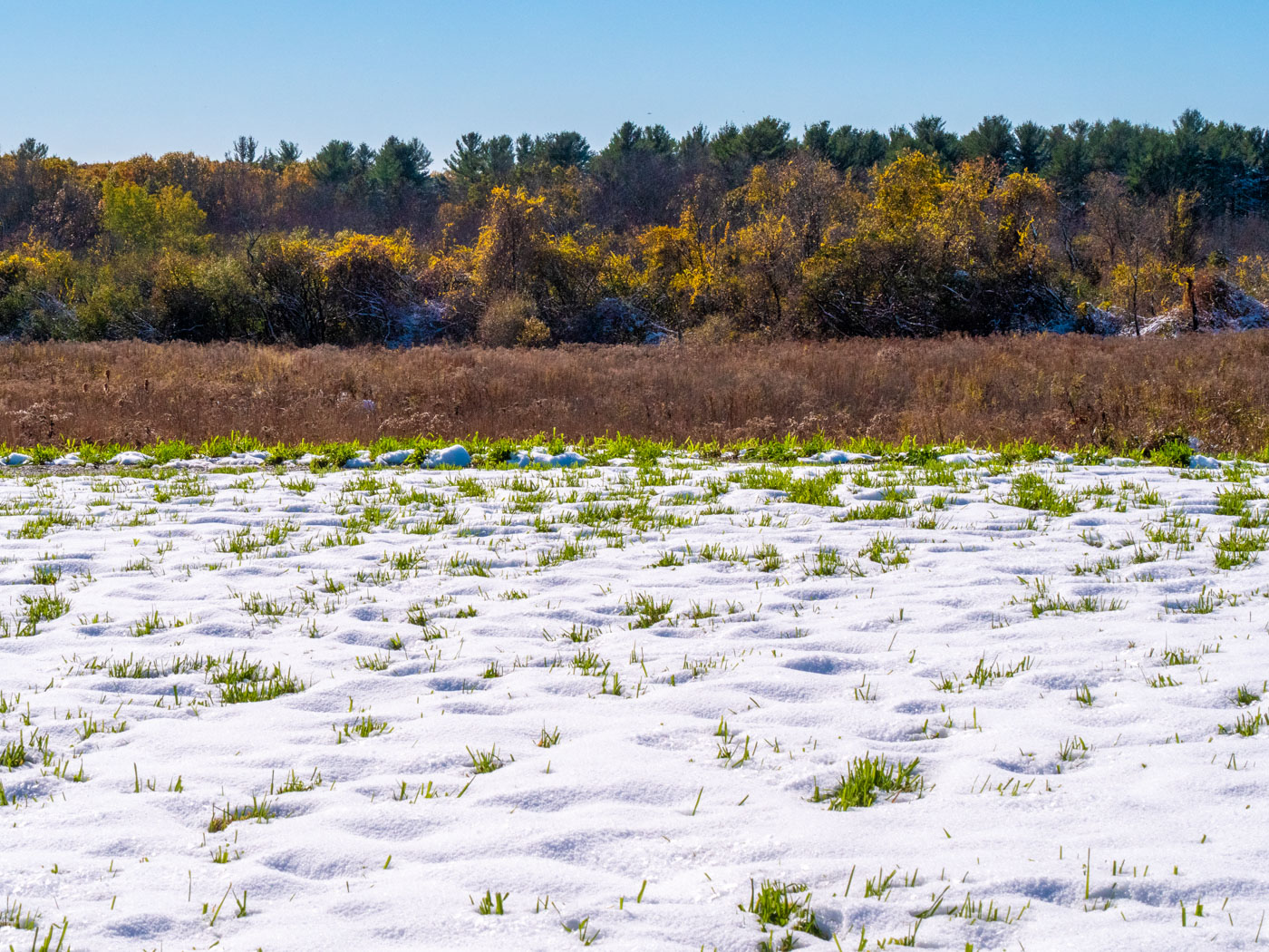Grass and snow contrasted with fall color