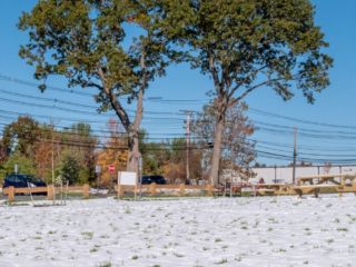Mary-Cummings-Park-10-31-2020-87 Green leaves on trees over snowy field