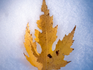 Mary-Cummings-Park-10-31-2020-97 Golden maple leaf nestled in the snow.
