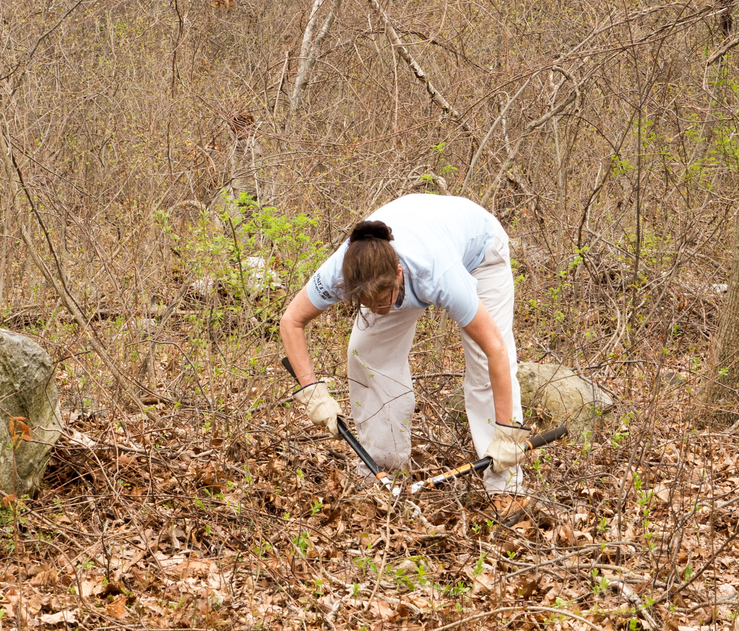 VMWare volunteer invasive vine removal at Mary Cummings Park