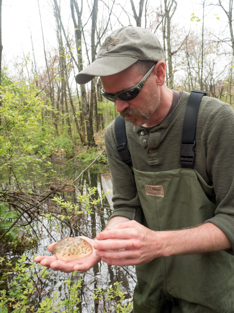 Finding the eggs of spotted salamander at Mary Cummings Park