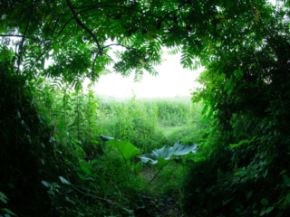…a view from under the sumac copse…