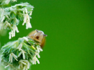 …a snail silently going about its routine…