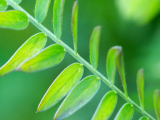 …the tiny leaflets of the vetch…