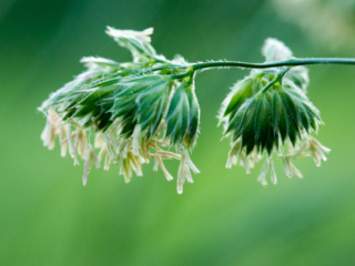 …wild grass dropping masses of seeds…