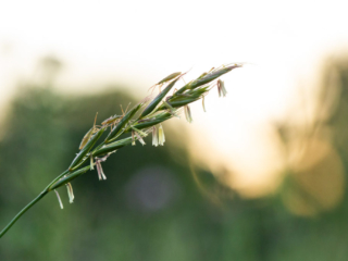 …photos of seeds, grass, flowers….