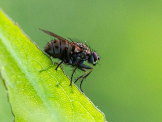 …a fly resting between. projects…