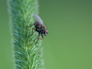 …or posing on a stalk of timothy grass…