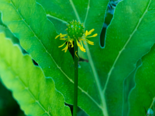 …a flower poking through the gap in a fern…