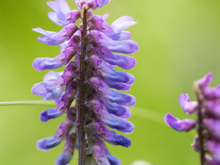 …a close look at tufted vetch flower…