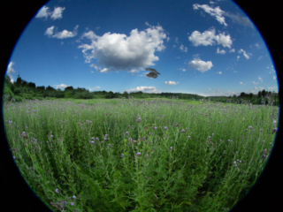 …a rare chance to catch a dragon fly with a fisheye lens…
