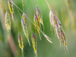 …close looks at hay seeds…