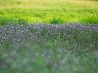 …the layers of color in the field around me….