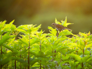 …the songbirds, who occasionally let me get close enough for a glimpse…
