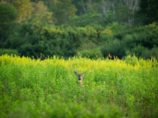 …or a way deer, watching my progress…