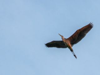 …magnificent crane flying low overhead…