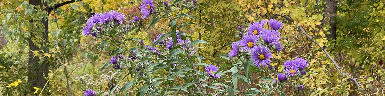 asters at Mary Cummings park