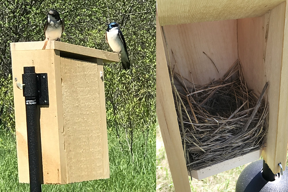 birds and birdhouse