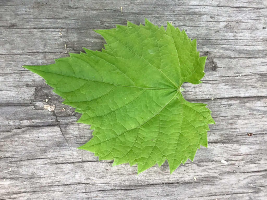 Putting a grape leaf on a plain background to make the ID easier for the iNaturalist algorithm.